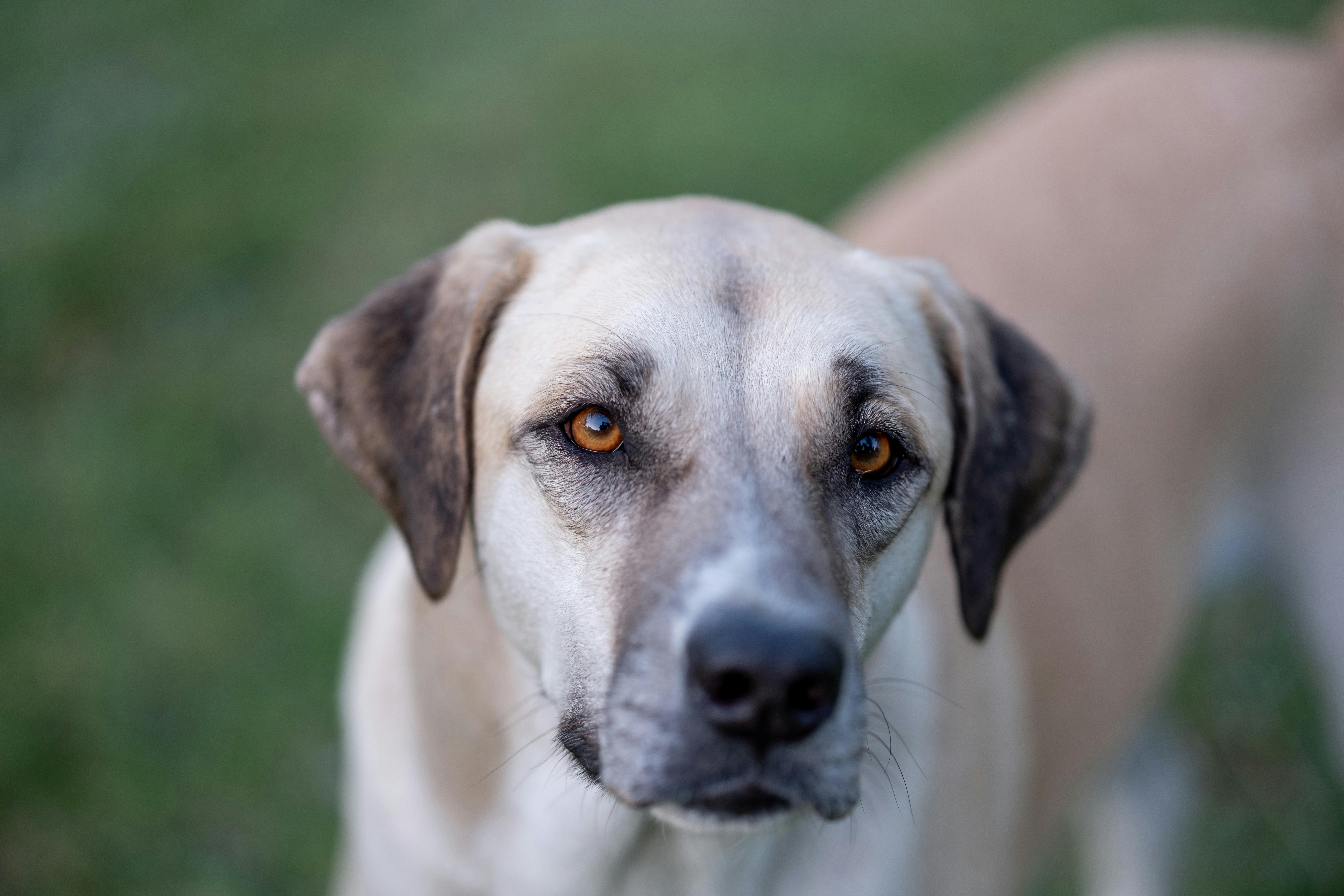 Anatolische herder adopteren